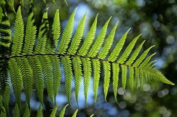 Green Leaf Tree Green Leaf Tree