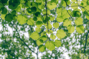 Green Leaf Tree Green Leaf Tree