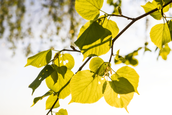 Green Leaf Tree Graphic Wallpaper Green Leaf Tree Graphic Wallpaper