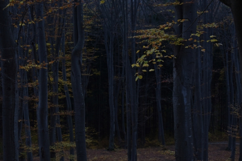 Green Leaf Trees Green Leaf Trees