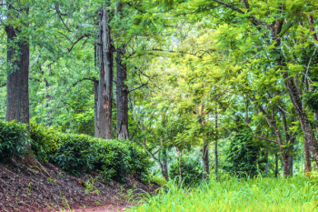 Green Leaf Trees Green Leaf Trees