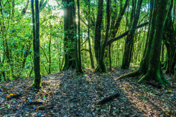 Green Leaf Trees Green Leaf Trees