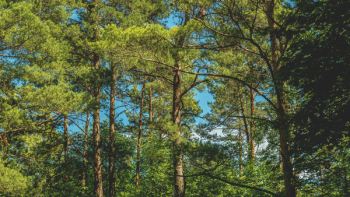 Green Leaf Trees Green Leaf Trees