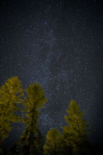 green leaf trees and galaxy wallpaper green leaf trees and galaxy wallpaper