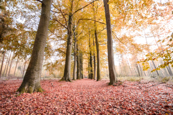 Green Leaf Trees Photography Green Leaf Trees Photography