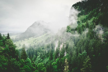 green leaf trees sprouts on mountain green leaf trees sprouts on mountain
