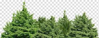 Green leaf trees, Spruce Fir Pine Forest Tree, forest background transparent background PNG clipart