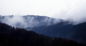 Green Leaf Trees Under White Clouds