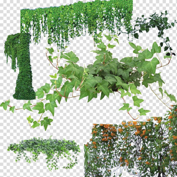 Green leaf vines, Houseplant Vine Flower No, Green flower vine transparent background PNG clipart