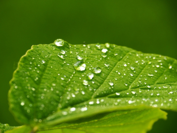 Green Leaf With Water Dew Green Leaf With Water Dew