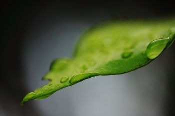 Green Leaf With Water Drops Green Leaf With Water Drops