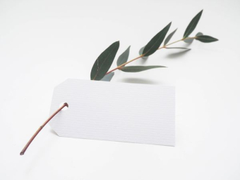 green leaf with white card green leaf with white card