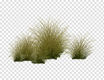 Green leafed graass, Vegetation Shrubland Tree Grasses Plant, Aquatic plants transparent background PNG clipart