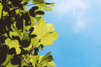 Green Leafed Plant Green Leafed Plant