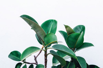green leafed plant green leafed plant