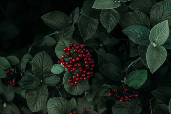 Green Leafed Plant Against Black Background
