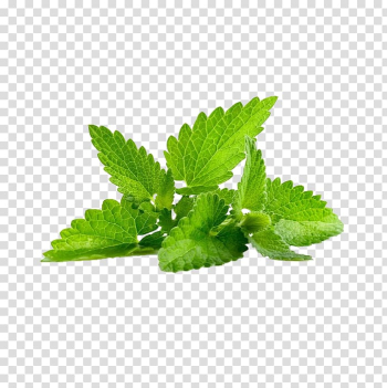 Green leafed plant against blue background, Peppermint Mentha spicata Herb Mentha arvensis Leaf, Creative mint leaves transparent background PNG clipart