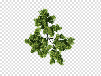 Green leafed plant, Architecture Plan, tree plan transparent background PNG clipart