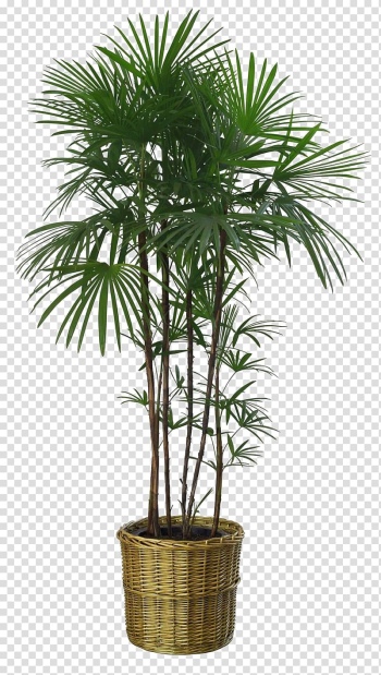 Green leafed plant, Flowerpot Howea forsteriana Houseplant Garden, Bamboo leaves lush transparent background PNG clipart