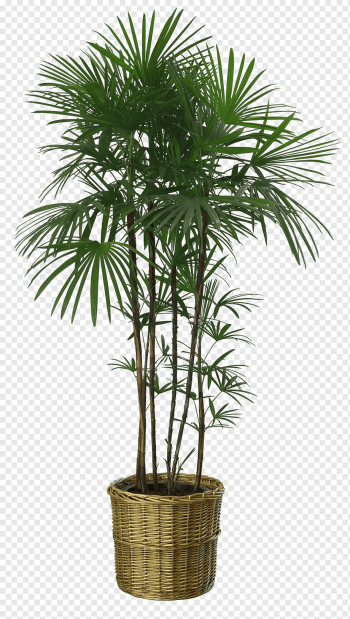 green leafed plant, Flowerpot Howea forsteriana Houseplant Garden, Bamboo leaves lush, watercolor Leaves, leaf, palm Tree png