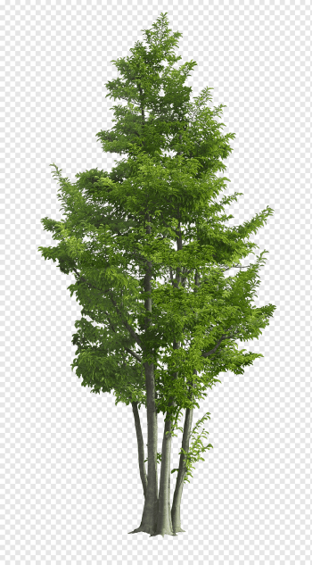 green leafed plant, Ilex rotunda Tree Landscape Garden Green, Luxuriant trees, maple, leaf, tree Branch png