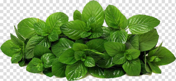 Green leafed plant illustration, Mentha spicata Lettuce Peppermint Herb, Mint transparent background PNG clipart