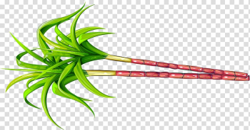 Green leafed plant illustration, Saccharum officinarum Sugarcane Fruit, Green simple plant sugar cane transparent background PNG clipart