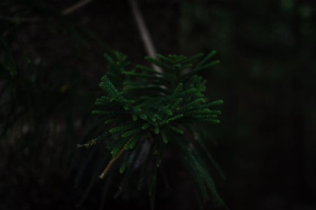 green leafed plant in macro photography green leafed plant in macro photography