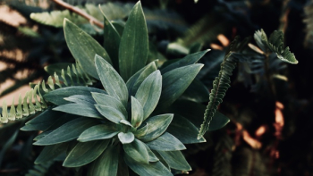 Green Leafed Plant in Tilt Shift Lens Photography Green Leafed Plant in Tilt Shift Lens Photography