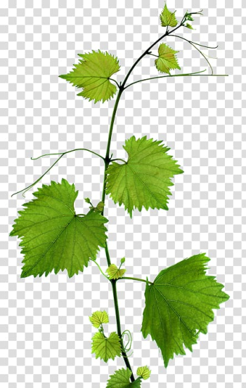 Green leafed plant, Kyoho Grape leaves Leaf Branch, Green Grape Leaves transparent background PNG clipart