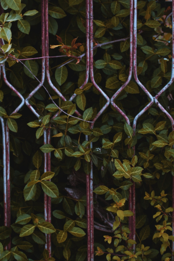 Green-leafed Plant Near Grey Metal Frame Green-leafed Plant Near Grey Metal Frame