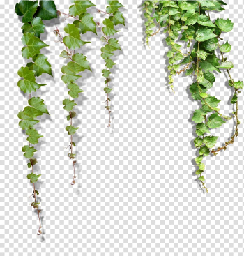 Green leafed plant s, , Falling leaves transparent background PNG clipart