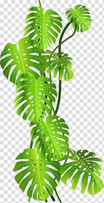 Green leafed plant , Tropics Jungle Tropical rainforest , Green coconut leaves transparent background PNG clipart