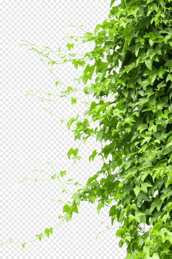 green leafed plant, Vine Tree Branch, Creeper, leaf, branch, grass png