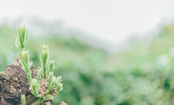 Green Leafed Plant With Shallow Depth of Field Green Leafed Plant With Shallow Depth of Field