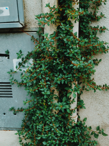 Green-leafed Plants Beside Wall Green-leafed Plants Beside Wall