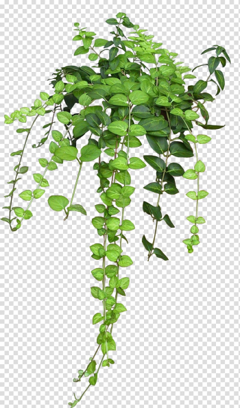 Green leafed plants, Plant Vine Rose Flower, bushes transparent background PNG clipart