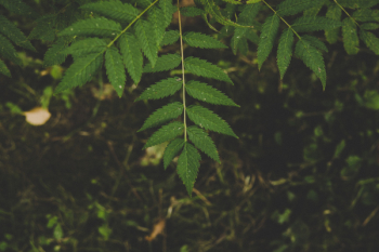 Green Leafed Tree Green Leafed Tree