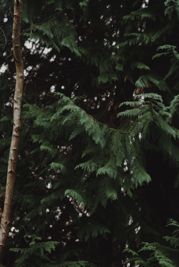 Green Leafed Tree Green Leafed Tree