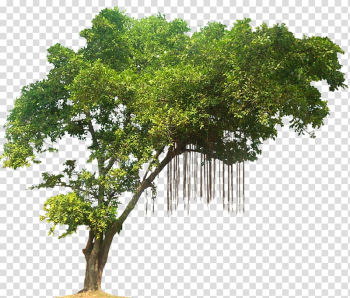 Green leafed tree illustration, Tree Tropical rainforest, Jungle ...