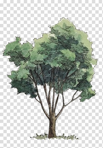 Green leafed tree illustration, Watercolor painting Tree, Watercolor trees transparent background PNG clipart