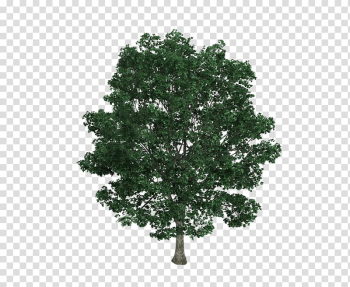 Green leafed tree, Tilia platyphyllos Tree Drawing Illustration, Bodhi tree tree material transparent background PNG clipart