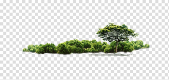 Green leafed tree , Tree Jungle, Jungle tree transparent background PNG clipart Green leafed tree , Tree Jungle, Jungle tree transparent background PNG clipart