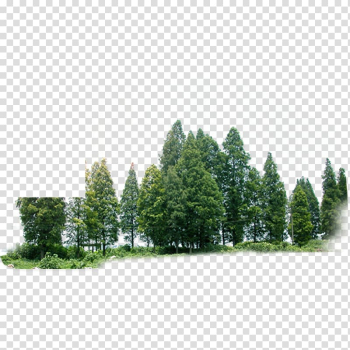 Green leafed trees, Tree Forest Green, forest transparent background PNG clipart Green leafed trees, Tree Forest Green, forest transparent background PNG clipart