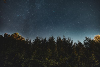green leafed trees under night sky green leafed trees under night sky
