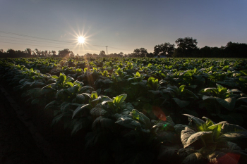 Green-leafed Vegetable Garden Green-leafed Vegetable Garden