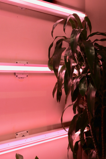 Green Leafy Plant Green Leafy Plant