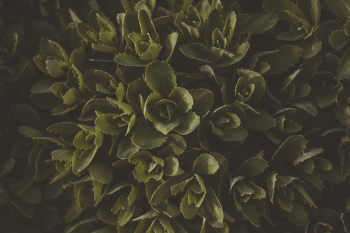 Green Leafy Plant Green Leafy Plant