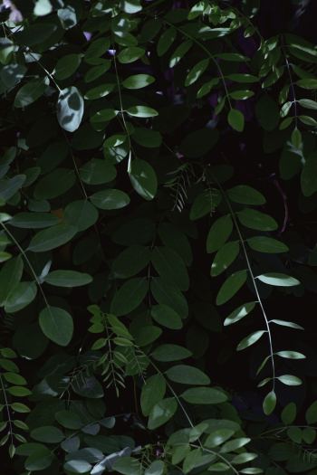 Green Leafy Plant Green Leafy Plant