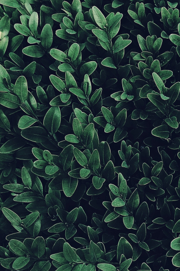 Green Leafy Plants Green Leafy Plants